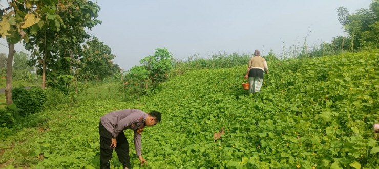 Bhabinkamtibmas Desa Balongtani Dukung Program Ketahanan Pangan Lewat Perawatan Tanaman P2B