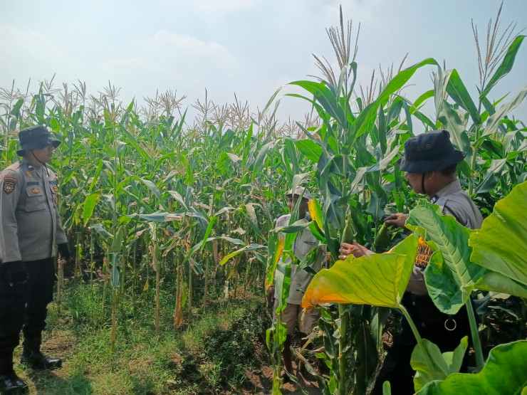 Dukung Swasembada Pangan, Anggota Polsek Balongbendo Tinjau Tanaman Jagung Hibrida di Desa Singkalan