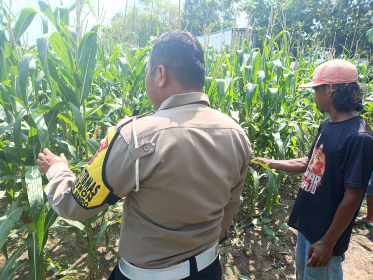 Bhabinkamtibmas Tinjau Program Ketahanan Pangan Tanaman Jagung di Desa Waruberon