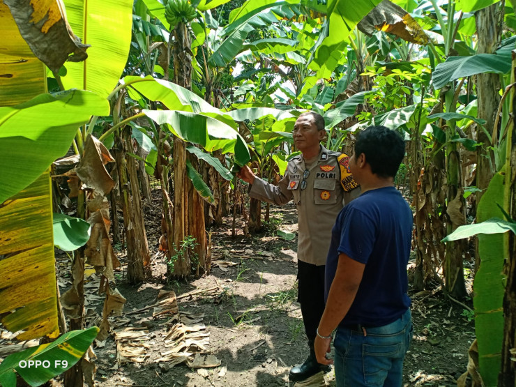Bhabinkamtibmas Kenongo Motivasi Warga Kembangkan Lahan Pisang, Wujudkan Asta Cita Presiden Prabowo