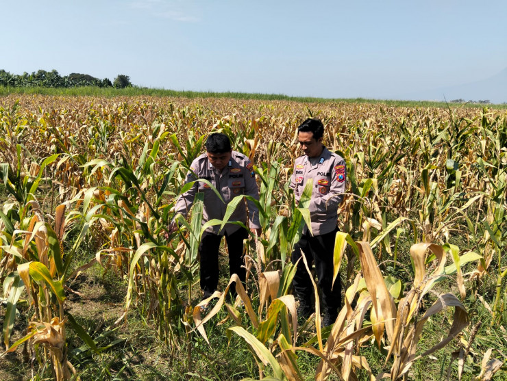 Polresta Sidoarjo Dampingi Petani Prambon persiapan Panen Jagung Dukung Swasembada Pangan