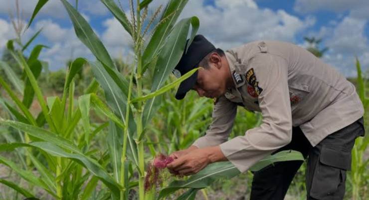 Polsek Jabon Pantau Jagung di Tambak Kalisogo Demi Ketahanan Pangan