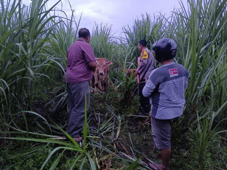 Sinergitas Polisi Bersama Warga Berhasil Gagalkan Pencurian Sapi di Jember