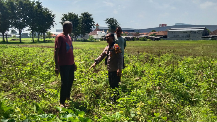 Polsek Sidoarjo Kota Pantau Perkembangan Lahan Jagung Desa Lebo Dukung Swasembada Pangan