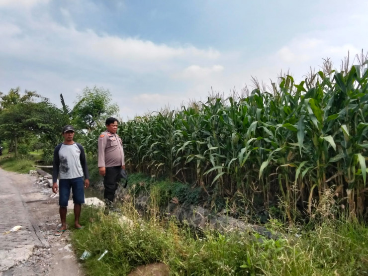Polsek Prambon Pantau Tanaman Jagung Usia 75 Hari, Dukung Program Ketahanan Pangan