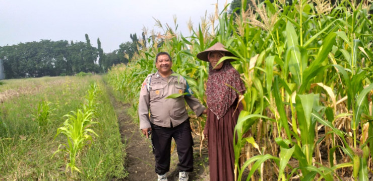 Polisi Dukung Ketahanan Pangan Petani Jagung di Desa Betro