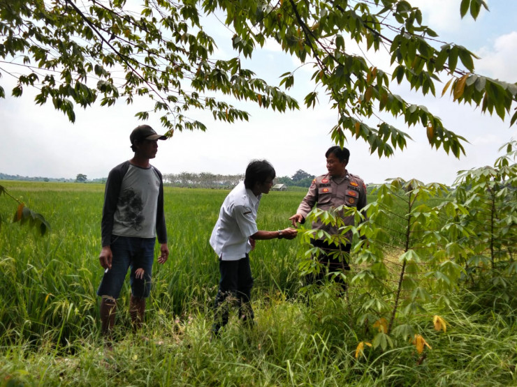 Sukseskan Ketahanan Pangan Nasional, Polsek Prambon Apresiasi Lahan Pertanian Tumpang Sari