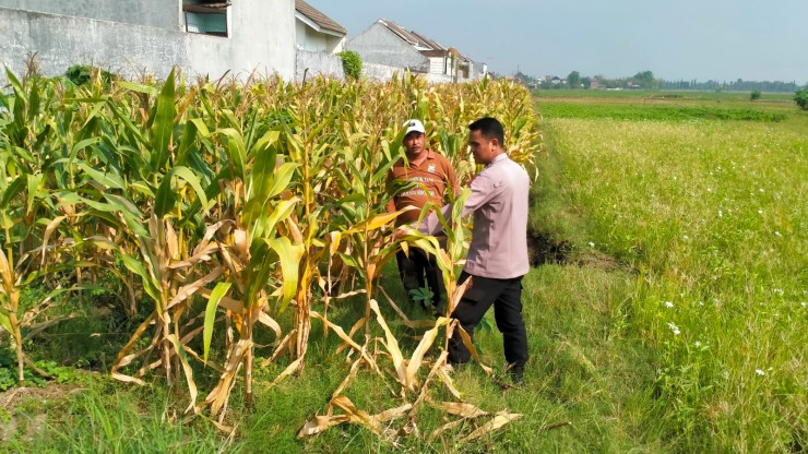 Jelang Panen Jagung, Polsek Wonoayu Berharap Mampu Dongkrak Swasembada Pangan