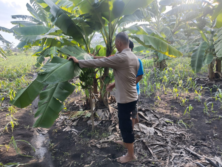 Dukung Ketahanan Pangan Nasional, Polsek Buduran dan Warga Cek Lahan Tanam Pisang di Desa Sukorejo