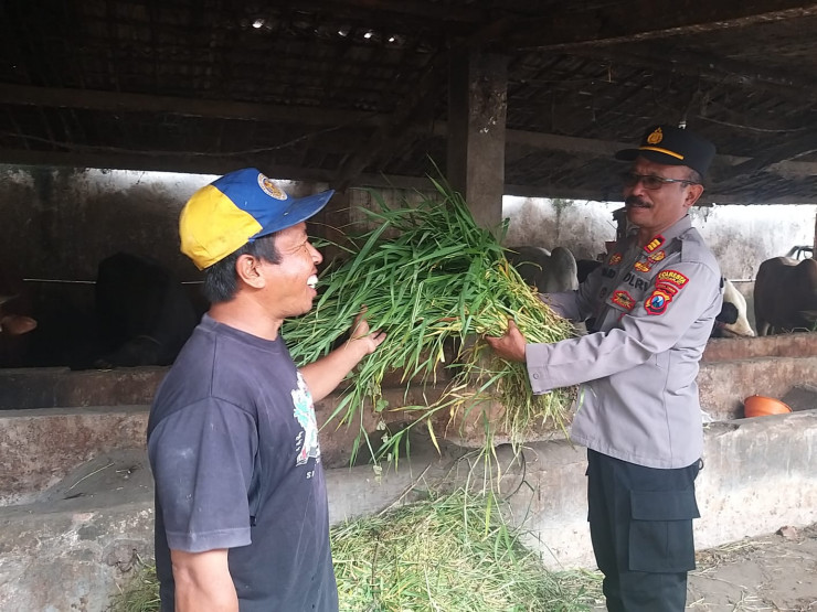 Perhatikan Gizi Masyarakat, Tingkatkan Kualitas Ternak Sapi