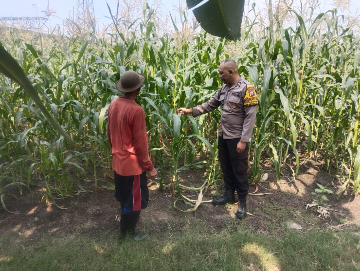 Dukung Ketahanan Pangan Nasional, Bhabinkamtibmas Buduran Dampingi Petani Jagung