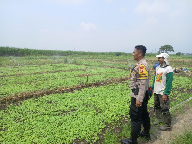 Kanit Binmas Polsek Krembung Bersama Petani Lemujut Gunakan Teknik Gribel untuk Jaga Kesuburan Kangkung