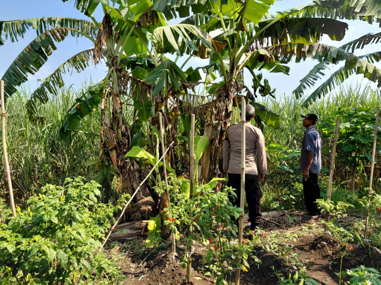 Bhabinkamtibmas Desa Kemantren Sambang Desa, Dukung Ketahanan Pangan Lewat Ajakan Tanam Pohon Pisang
