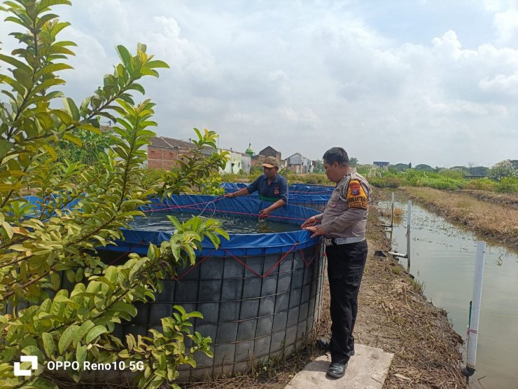 Bhabinkamtibmas Desa Jumputrejo Tinjau Program Ketahanan Pangan Budidaya Ikan Nila