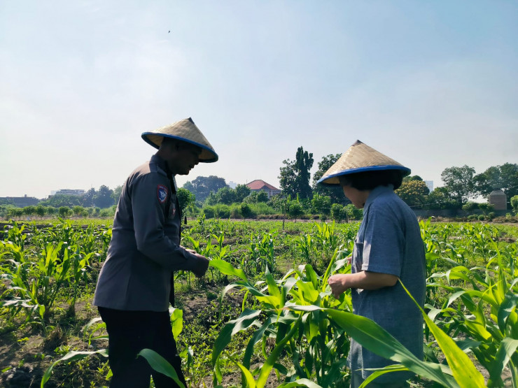 Bhabinkamtibmas Polsek Taman Sambangi Petani Jagung di Sepanjang, Dukung Ketahanan Pangan Nasional