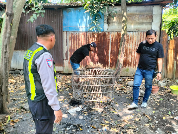 Polsek Taman Respon Cepat Aduan Warga Dugaan Judi Sabung Ayam di Sambibulu