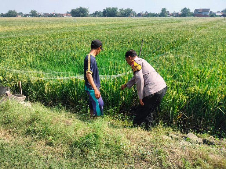 Polisi Sambang Desa Wujudkan Swasembada Pangan, Dukung Petani Padi Panen Berhasil