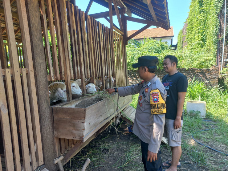 Warga Jemundo Budidaya Kambing Etawa di Pekarangan