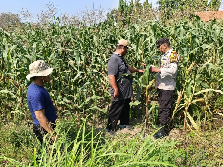 Motivasi Petani Desa Lebo, Polisi Optimalkan Lahan Jagung untuk Ketahanan Pangan