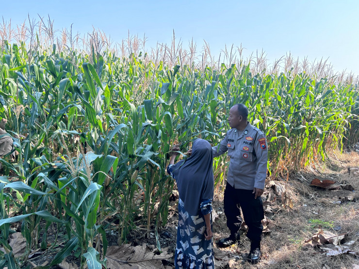 Jelang Panen, Polisi Pantau Tanaman Jagung Petani Binaan di Desa Bulang Prambon