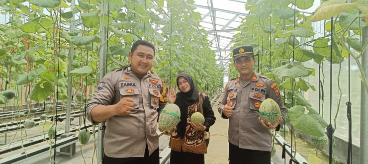 Polsek Tarik Polresta Sidoarjo Panen Melon Hidroponik Bersama Kelompok Tani Berkah Makmur, Wujud Sinergi Dukung Ketahanan Pangan