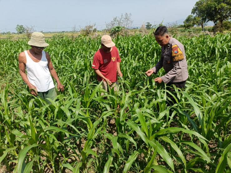 Optimalkan Ketahanan Pangan, Polsek Porong bersama Petani Pantau Perkembangan Tanaman Jagung