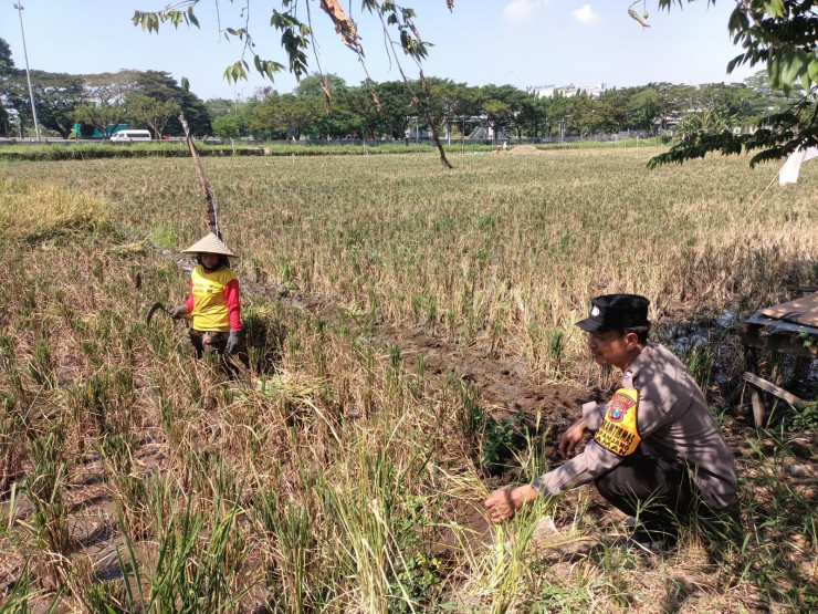 Polisi Bantu Warga Sepanjang Taman Giatkan Ketahanan Pangan Lewat Penanaman Padi