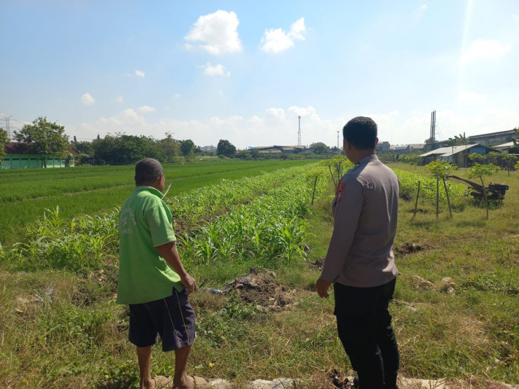 Di Lahan Jagung Desa Popoh, Polsek Wonoayu Hadir Menjaga Harapan Panen dan Ketahanan Pangan