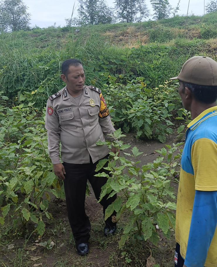 Bhabinkamtibmas Desa Tambak Kalisogo Bersama Petani Cek Tanaman Sayur Dukung Swasembada Pangan
