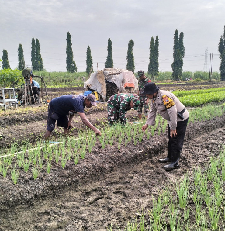 Polsek Krian Optimalisasi Pengelolahan Lahan Penanaman Bawang Merah untuk Ketahanan Pangan
