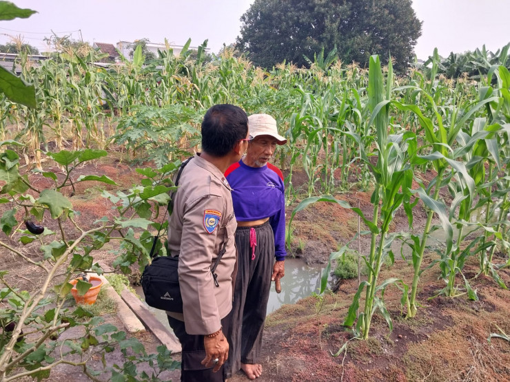 Bhabinkamtibmas Sidokare Tinjau Perkembangan Tanaman Jagung Bersama Petani, Dukung Ketahanan Pangan Nasional