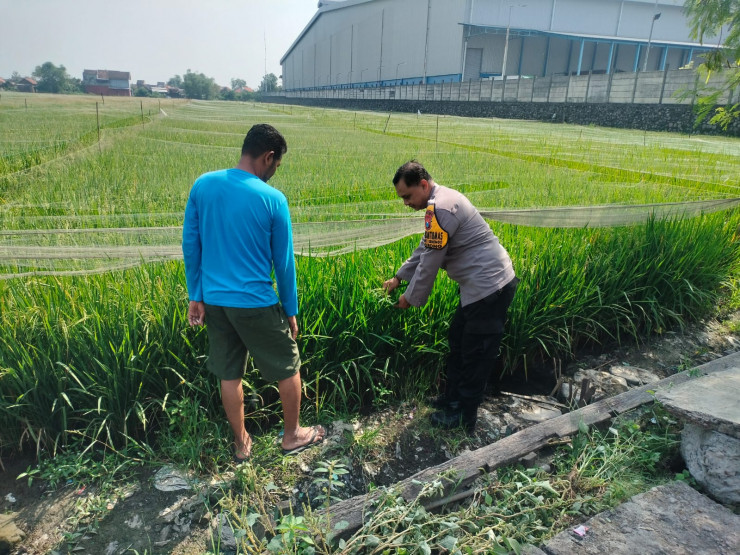 Dukung Program Ketahanan Pangan Nasional, Bhabinkamtibmas Desa Juwetkenongo Tinjau Lahan Pertanian