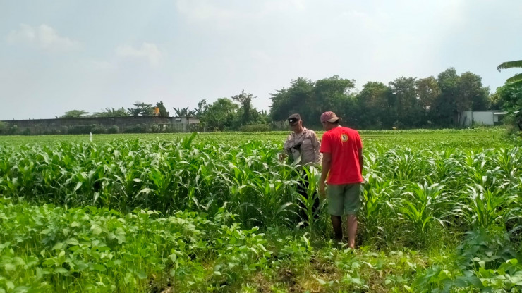 Bhabinkamtibmas Polsek Wonoayu Cek Tanaman Jagung di Desa Mulyodadi, Dukung Ketahanan Pangan Nasional