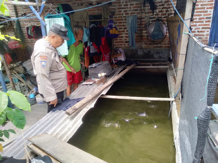 Polsek Tulangan Tinjau Budidaya Lele Dukung Ketahanan Pangan