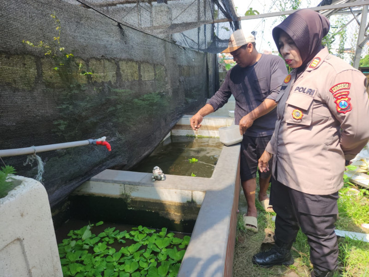 Budidaya Lele di Desa Ketajen Jadi Andalan Polsek Gedangan dalam Program Ketahanan Pangan