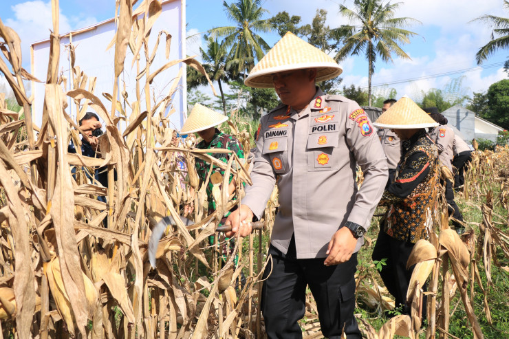 Polres Malang Panen Raya Jagung Dukung Ketahanan Pangan Nasional
