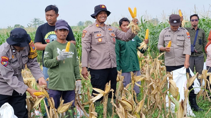 Kapolsek Balongbendo Ajak Elemen Terkait Tinjau Perkembangan Tanaman Jagung Dukung Ketahanan Pangan