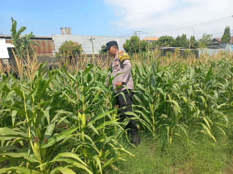 Polisi Cinta Petani, Polsek Wonoayu Pantau Jagung P2B di Desa Popoh Dukung Swasembada Pangan