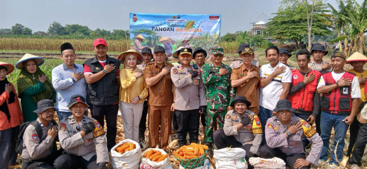 Panen Raya Jagung Kuartal III di Balongbendo, Wujud Nyata Swasembada Pangan Nasional