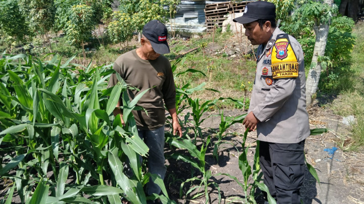 Bhabinkamtibmas Polsek Taman Patroli Lahan Jagung, Perkuat Dukungan Ketahanan Pangan