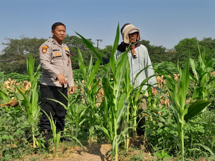 Polsek Krian Cek Pertumbuhan Jagung di Desa Junwangi, Sukseskan Swasembada Pangan