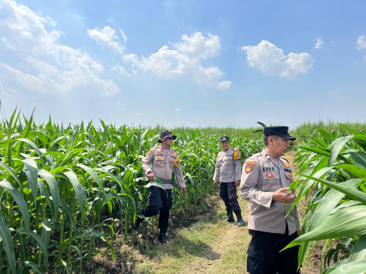 Polisi Cinta Petani Kawal Program Ketahanan Pangan di Krembung