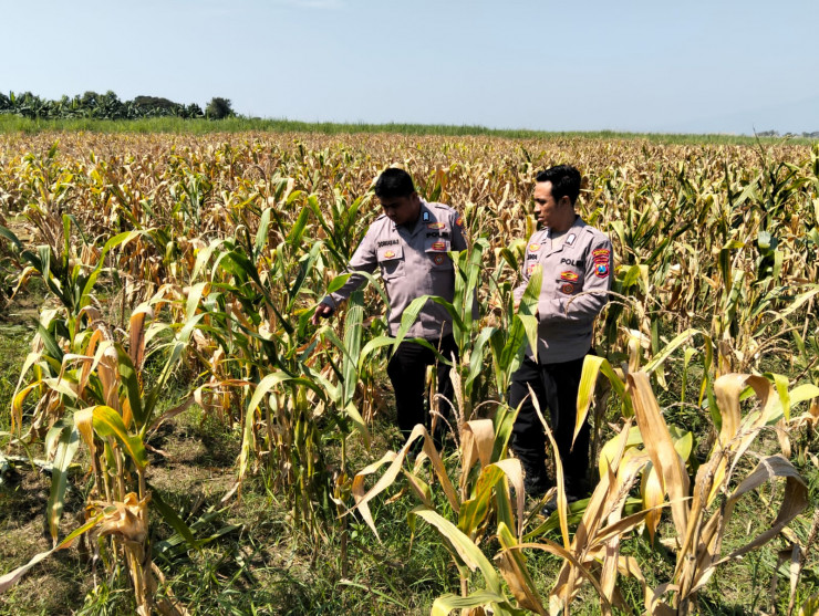 Panen Jagung di Desa Bulang, Polisi Dampingi Petani Sukseskan Ketahanan Pangan