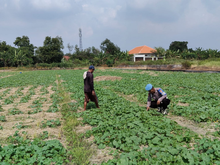 Bhabinkamtibmas Cek Ketahanan Pangan Polresta Sidoarjo, Dorong Produktifitas Hasil Mentimun di Pekarangan Warga Kesambi